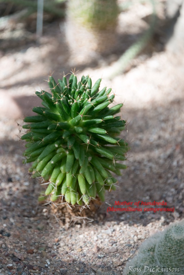 BoyceThompsonArboretum-_1RD0913-Edit.jpg