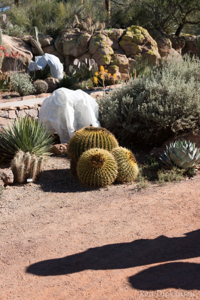 BoyceThompsonArboretum-_1RD0917-Edit.jpg