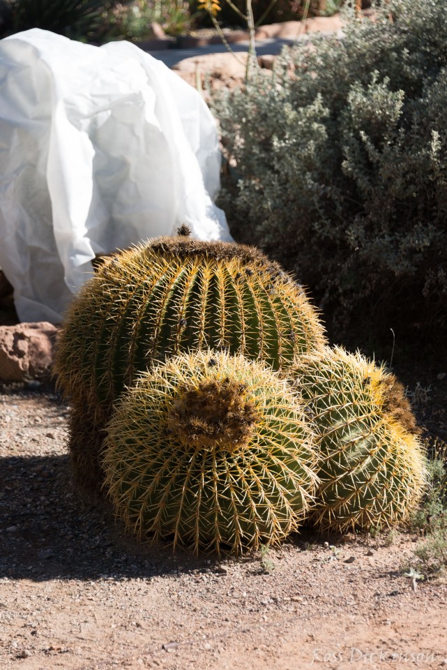 BoyceThompsonArboretum-_1RD0918.jpg