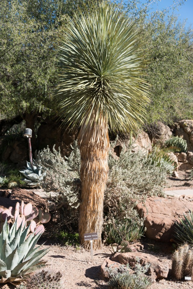 BoyceThompsonArboretum-_1RD0919-Edit.jpg