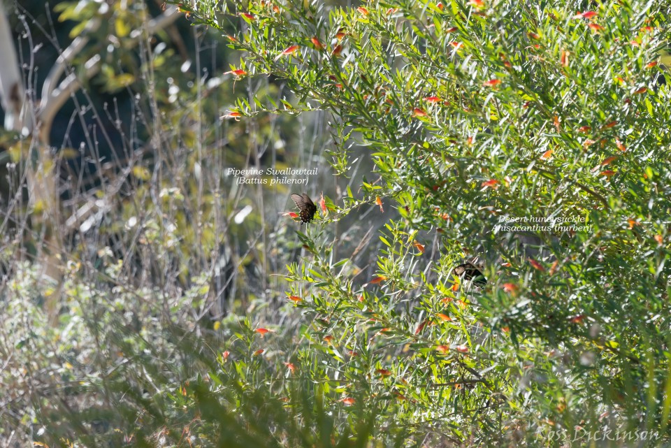 BoyceThompsonArboretum-_1RD0923-Edit.jpg