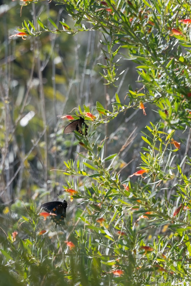 BoyceThompsonArboretum-_1RD0925-Edit.jpg