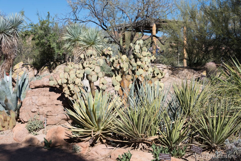 BoyceThompsonArboretum-_1RD0928-Edit.jpg