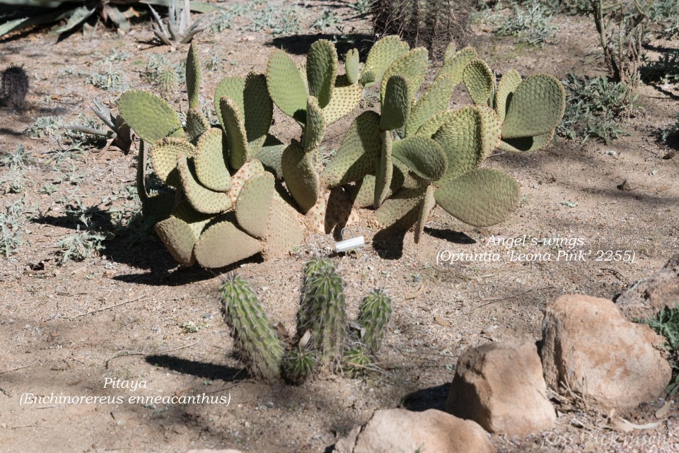 BoyceThompsonArboretum-_1RD0943-Edit-Edit.jpg