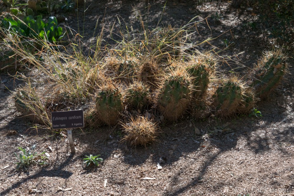 BoyceThompsonArboretum-_1RD0945-Edit.jpg