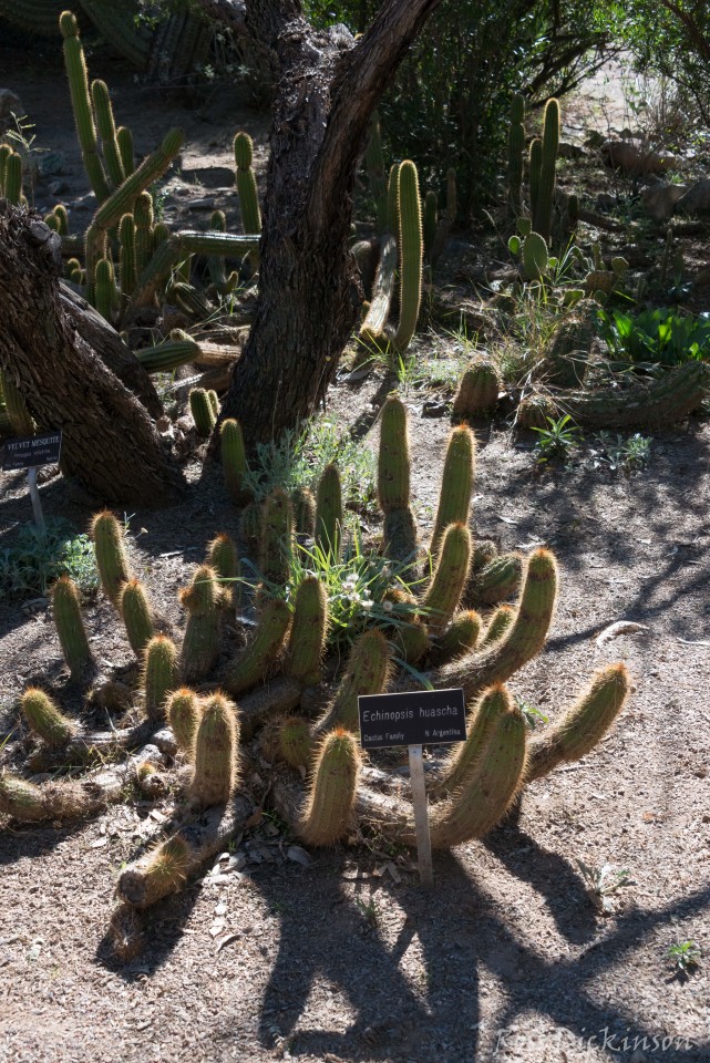 BoyceThompsonArboretum-_1RD0946-Edit.jpg