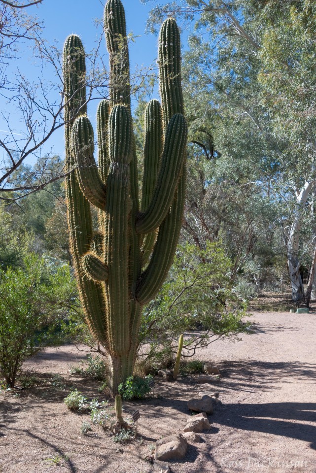 BoyceThompsonArboretum-_1RD0947-Edit.jpg