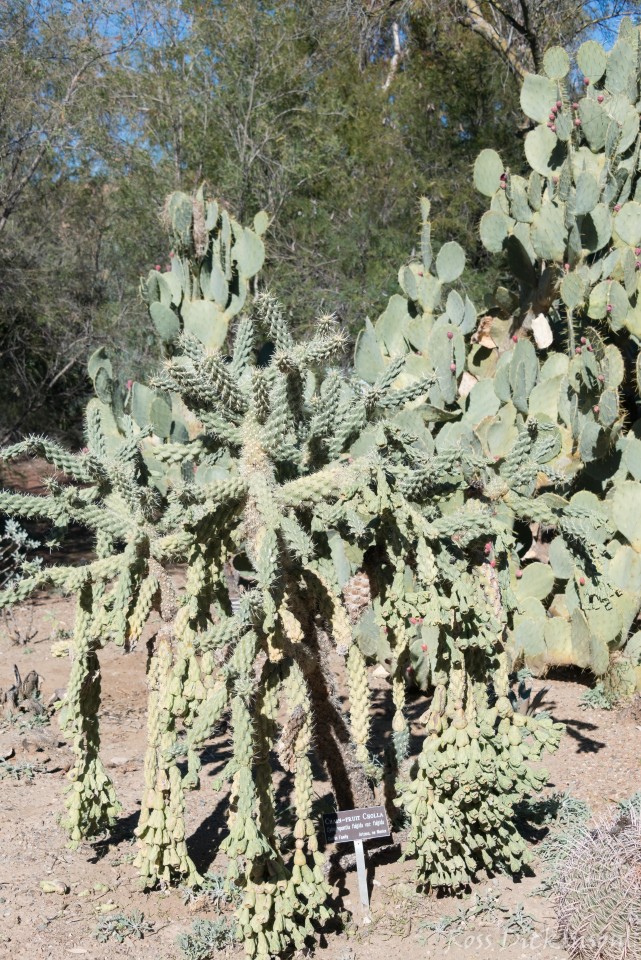 BoyceThompsonArboretum-_1RD0950-Edit.jpg