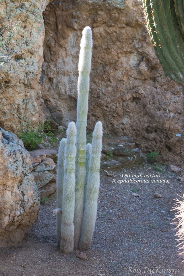 BoyceThompsonArboretum-_1RD0961-Edit.jpg