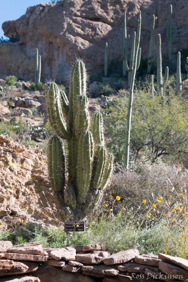 BoyceThompsonArboretum-_1RD0967-Edit.jpg