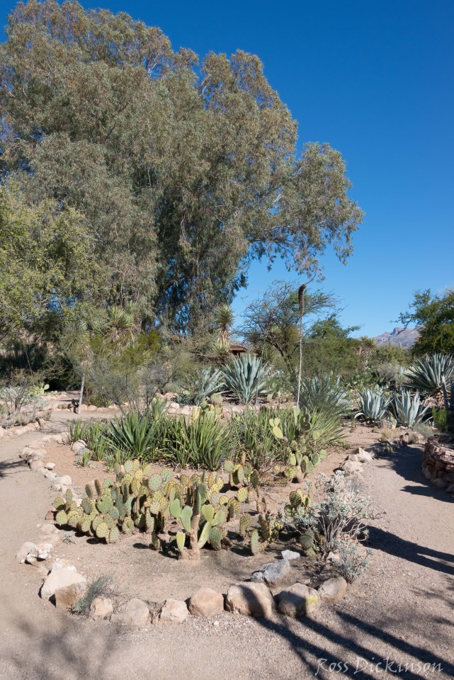 BoyceThompsonArboretum-_1RD0968-Edit.jpg