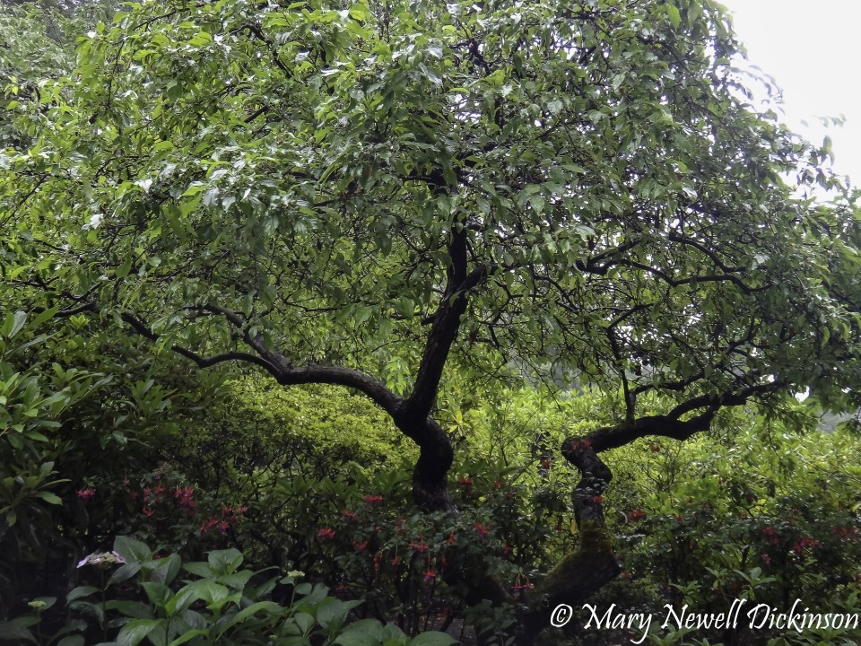 MaryVictoriaBC-DSC02826-Edit.JPG